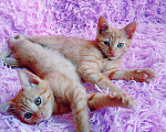 Кошки в Санкт-Петербурге: Рыжее солнышко котенок 1,5 мес.,девочка Девочка, 200 руб. - фото 10