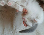Кошки в других городах Московской области: Клубные котята рэгдолл - kitten ragdoll Мальчик, 70 000 руб. - фото 6