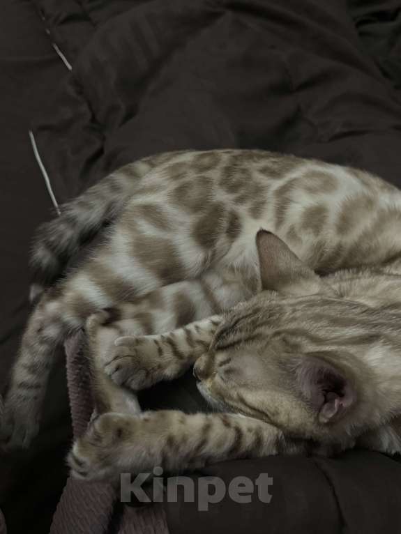 Кошки в Москве: Продается бенгальская кошечка Девочка, 28 000 руб. - фото 1