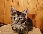 Кошки в Калуге: Котята майн-кун Девочка, 18 000 руб. - фото 1