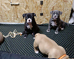Собаки в Орске: Американский булли покет Разнополые, Бесплатно - фото 8