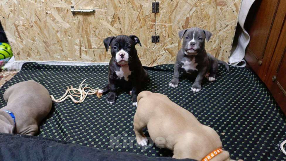 Собаки в Орске: Американский булли покет Разнополые, Бесплатно - фото 8