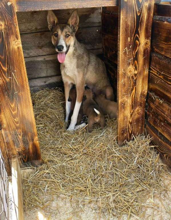 Собаки в других городах Владимирской области: Красивая и добрая собака в добрые руки бесплатно Девочка, Бесплатно - фото 2