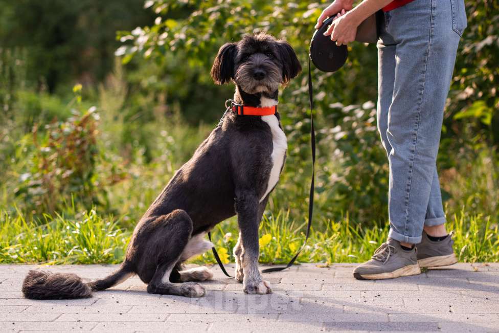 Собаки в Москве: Зелибоба (Боб) Мальчик, Бесплатно - фото 8