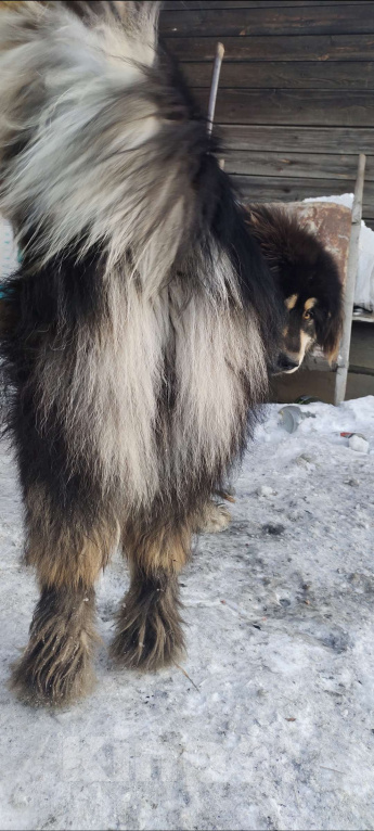 Собаки в Улане-Удэ: Монгол Банхар Мальчик, 55 000 руб. - фото 4