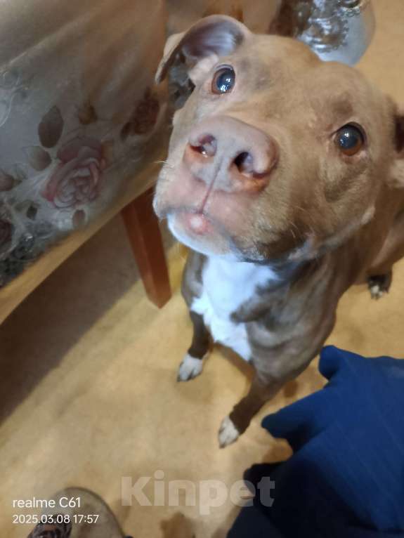 Собаки в Москве: В добрые руки Мальчик, Бесплатно - фото 2