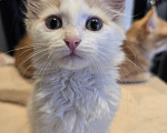 Кошки в Москве: Котенок Офелия ищет дом Девочка, Бесплатно - фото 4