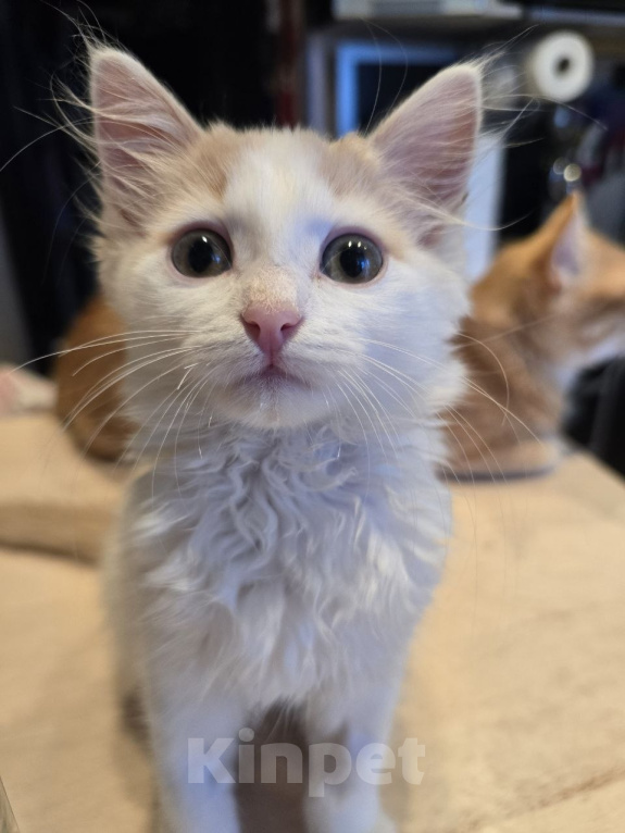 Кошки в Москве: Котенок Офелия ищет дом Девочка, Бесплатно - фото 4