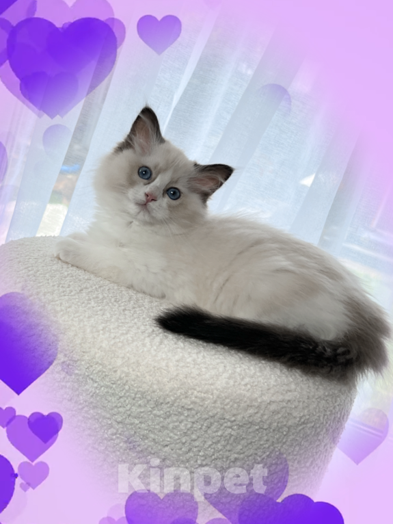 Кошки в Апрелевке: Котенок рэгдолл. Девочка Девочка, 85 000 руб. - фото 4