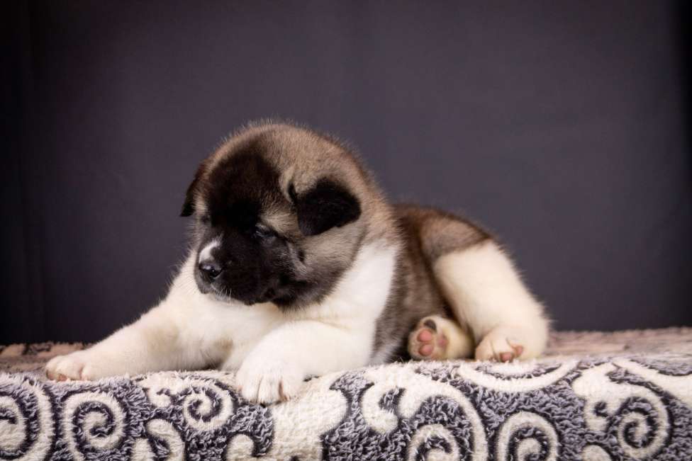 Собаки в других городах Ленинградской области: Отличная девочка Американской акиты Девочка, 70 000 руб. - фото 2