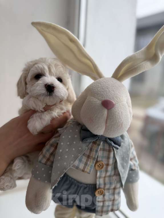 Собаки в Иваново: Той-пудель Мальчик, 80 000 руб. - фото 5