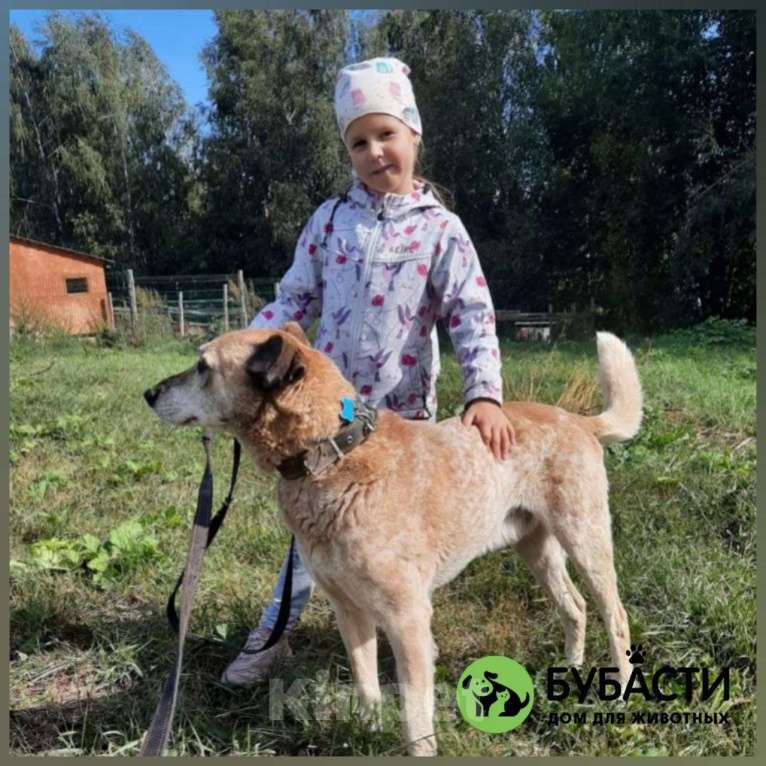 Собаки в Москве: Нельсон Мальчик, Бесплатно - фото 4