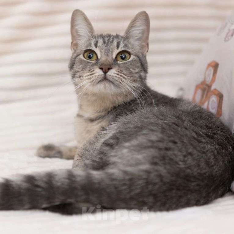 Кошки в Москве: Ласковая Соня живет одна без человека в пустой квартире Девочка, Бесплатно - фото 3