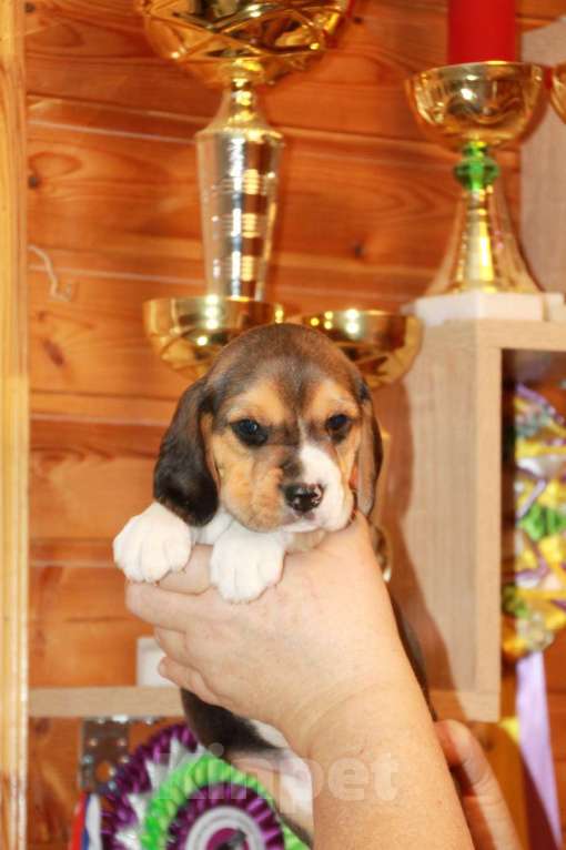 Собаки в Москве: щенки бигля из питомника  45-70тыс Мальчик, 60 000 руб. - фото 5