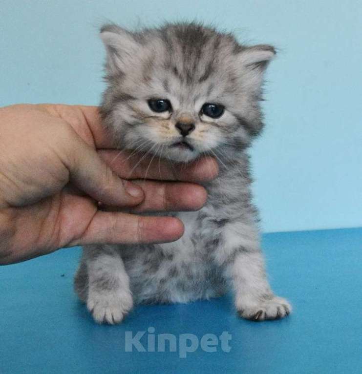 Кошки в Москве: Сибирские котики богатыри Мальчик, Бесплатно - фото 3