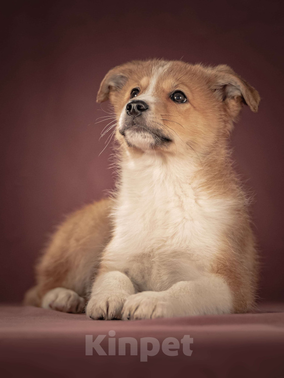 Собаки в Клине: Рейна — солнечная девочка с добрым сердцем, которая станет источником счастья для своей семьи Девочка, Бесплатно - фото 3