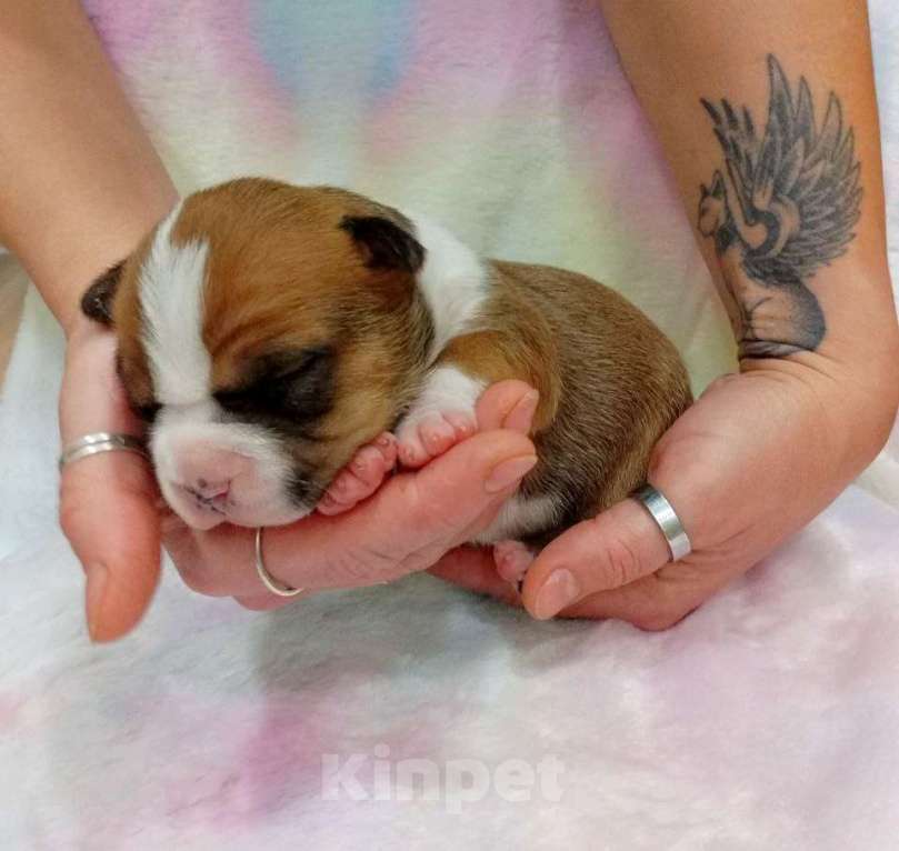 Собаки в Москве: Шикарная девочка амстаффа  Девочка, 40 000 руб. - фото 4