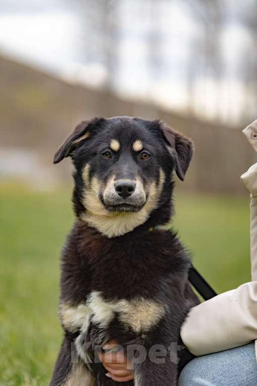 Собаки в Москве: Черный щенок в добрые руки Девочка, Бесплатно - фото 1