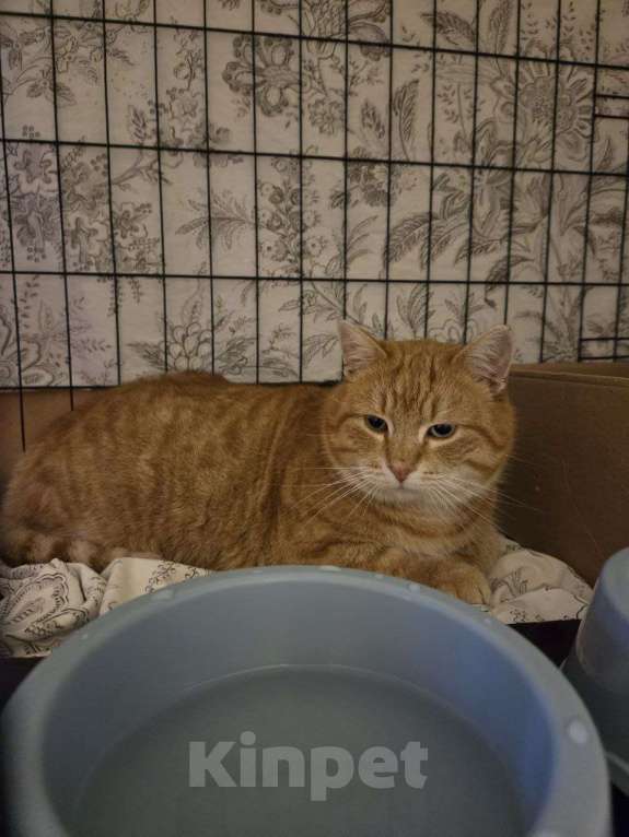 Кошки в Санкт-Петербурге: Рыжик - роскошный ласковый котик Мальчик, Бесплатно - фото 3