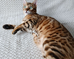 Кошки в Владивостоке: Бенгальский котик Мальчик, 65 000 руб. - фото 10