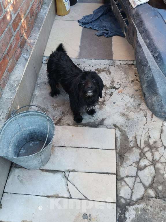 Собаки в Ростове-на-Дону: Нашёл собачку  Девочка, Бесплатно - фото 7