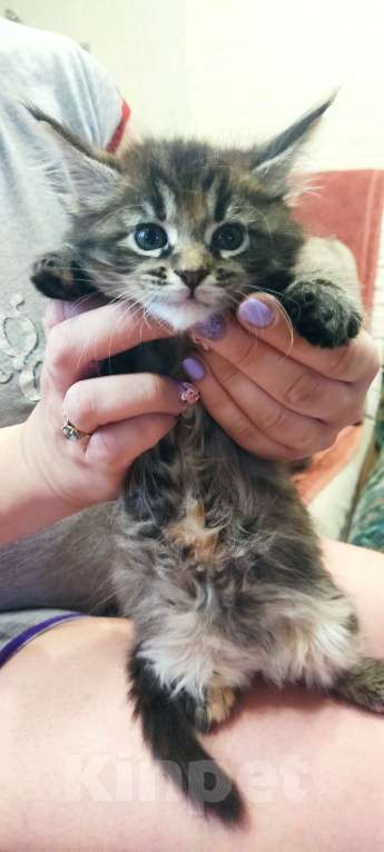 Кошки в Нижнем Новгороде: Девочка Мейн-кун Девочка, 6 000 руб. - фото 3