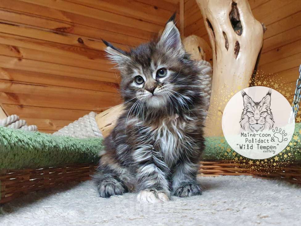 Кошки в Иваново: Котёнок мейн-кун Девочка, 40 000 руб. - фото 2