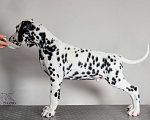 Собаки в Москве: Щенок ДАЛМАТИНА 4 месяца Мальчик, 100 000 руб. - фото 6