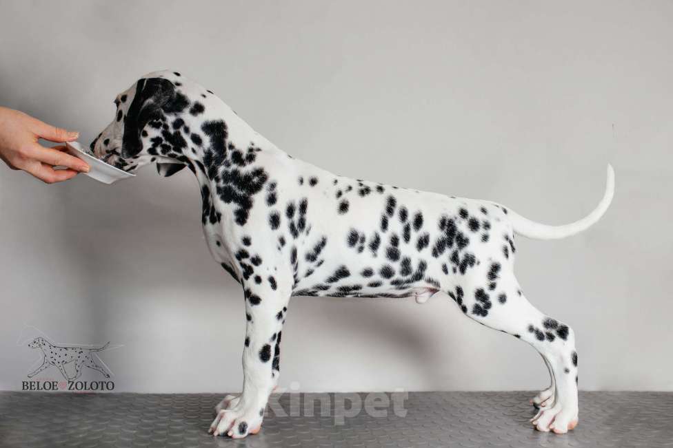 Собаки в Москве: Щенок ДАЛМАТИНА 4 месяца Мальчик, 100 000 руб. - фото 6