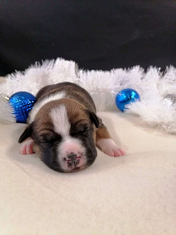 Шикарная малышка амстаффа 