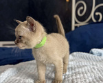 Кошки в Санкт-Петербурге: Котёнок Европейской бурмы Мальчик, 40 000 руб. - фото 5