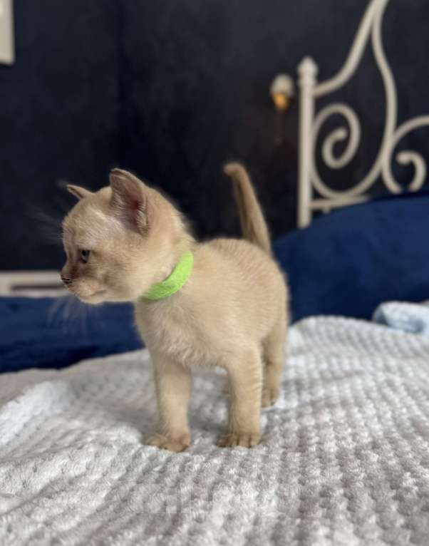 Кошки в Санкт-Петербурге: Котёнок Европейской бурмы Мальчик, 40 000 руб. - фото 5