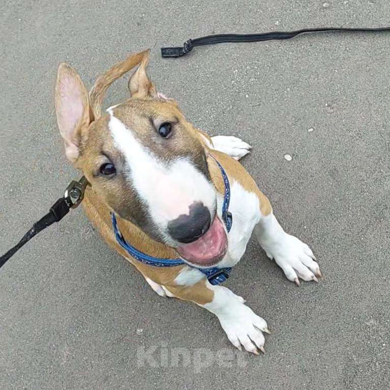 Собаки в Москве: Миниатюрный бультерьер, клевый пацан. Мальчик, 70 000 руб. - фото 2