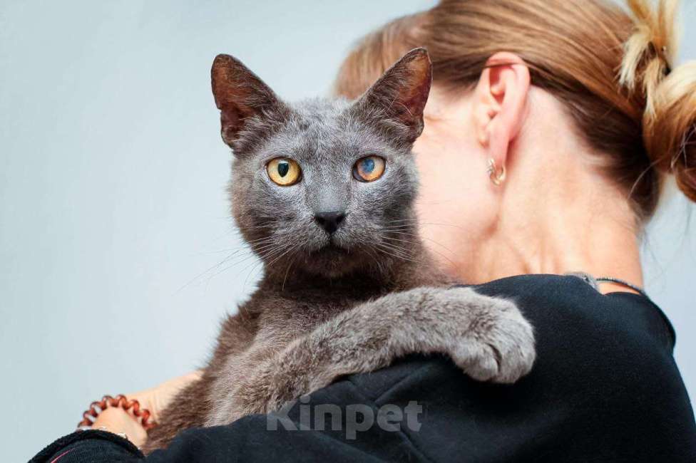 Кошки в Москве: Гера котик Мальчик, Бесплатно - фото 4