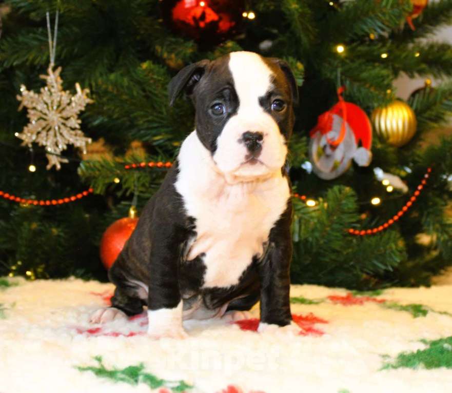 Собаки в других городах Московской области: Девочка американского стаффордширского терьера Девочка, 60 000 руб. - фото 6