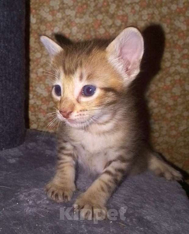 Кошки в Москве: Ориентальные котята  Девочка, 15 000 руб. - фото 9