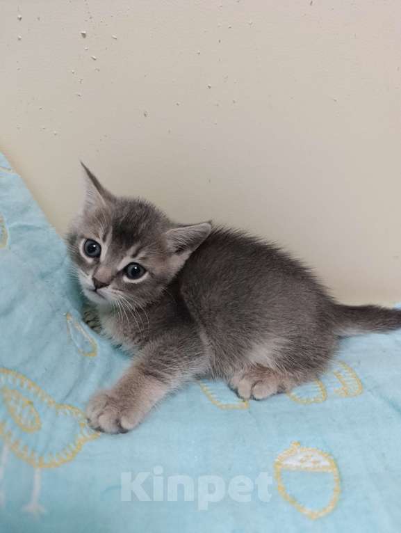 Кошки в Москве: Продаются котятки Мальчик, Бесплатно - фото 4