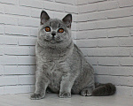 Кошки в Ульяновске: Британский голубой котенок (мальчик) Мальчик, 25 000 руб. - фото 4