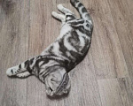 Кошки в Абакане: Шотландский кот, вязка, 2 000 руб. - фото 6