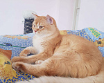 Кошки в Севастополе: Шотландский кот., 25 000 руб. - фото 5