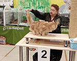 Кошки в Мичуринске: Мейнкун на вязку.Котятки полидакты и классики, 10 000 руб. - фото 5