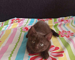 Кошки в Вязьме: Котик Шотландский тёмный шоколад, 15 000 руб. - фото 2