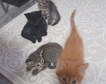 Кошки в Самаре: Ищу заботливых, добрых хозяев котодетям Девочка, 10 руб. - фото 1