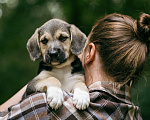 Собаки в Москве: 🐶 Рокки в поисках своих МамПап! 🐶 Мальчик, Бесплатно - фото 2