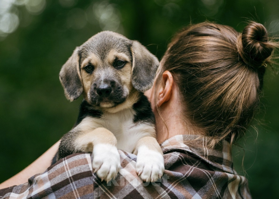 Собаки в Москве: 🐶 Рокки в поисках своих МамПап! 🐶 Мальчик, Бесплатно - фото 2