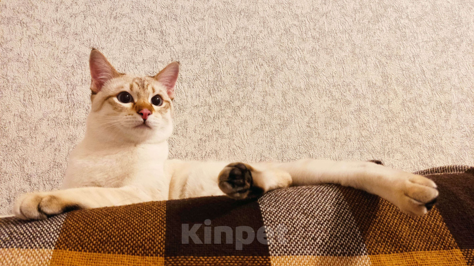 Кошки в Москве: Тайсон (домашний кот) Мальчик, 18 000 руб. - фото 7