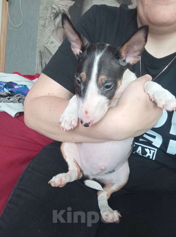 Собаки в других городах Московской области: Щенок Девочка, 70 000 руб. - фото 4