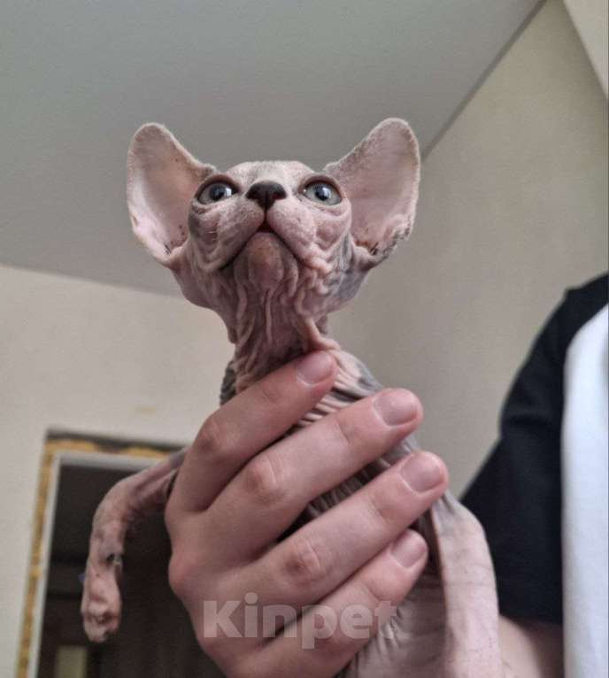 Кошки в Краснодаре: Канадский сфинкс,девочка Девочка, 7 000 руб. - фото 4