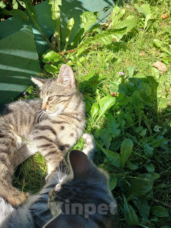Кошки в Серпухове: Котенок в добрые руки Мальчик, Бесплатно - фото 2