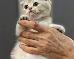 Кошки в Саратове: Шотландская голубая золотая шиншила Девочка, 15 000 руб. - фото 5